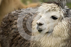 Alpaca headshot photo