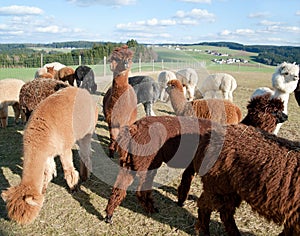 Alpaca Herd