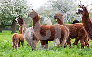 Alpaca herd on a spring meadow photo
