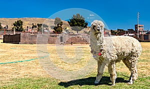 Alpaca at Inca Uyo Fertility Temple in Chucuito, Peru