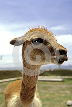 Alpaca- Lake Titicaca, Bolivia photo