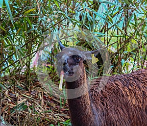 Alpaca or Lama chewing on bamboo stick
