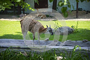 Alpaca Lama guanicoe in the Zoo