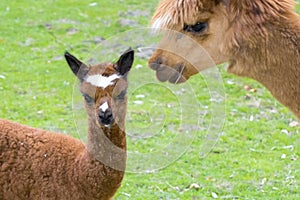 Alpaca (Lama pacos) cria