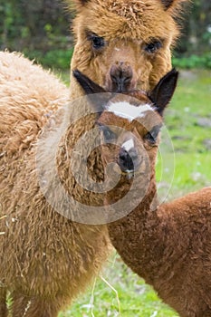 Alpaca (Lama pacos) cria photo