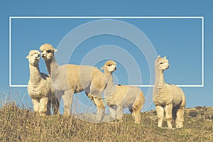 Alpaca Lama Shaggy Field Mountain Animals Concept photo