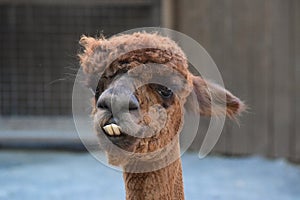 Alpaca with a Large Underbite