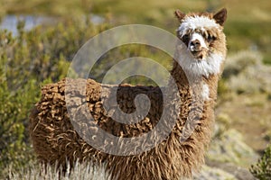 Alpaca in Lauca National Park, Chile