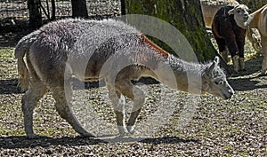 Alpaca on the lawn 1