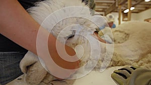 Alpaca laying down during the shearing