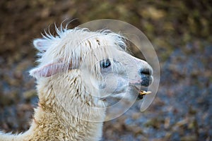 Alpaca, llama photo