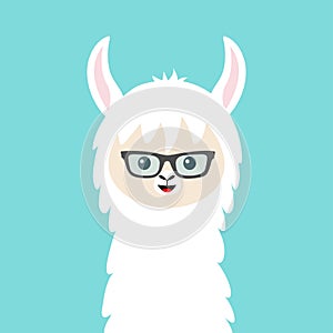 Alpaca llama animal face in sun glasses. Cute cartoon kawaii smiling funny character. T-shirt, greeting card, poster print.