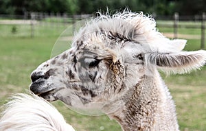 Alpaca and llama with funny hairstyle