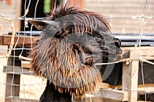 Alpaca and llama with funny hairstyle