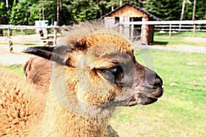 Alpaca and llama with funny hairstyle