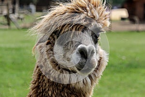 Alpaca and llama with funny hairstyle