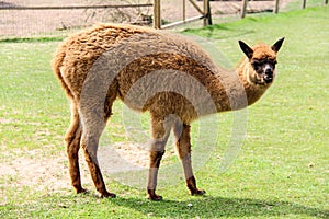 Alpaca and llama with funny hairstyle