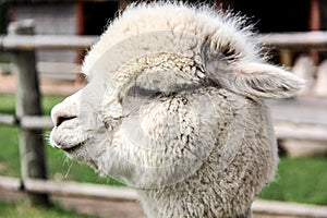 Alpaca and llama with funny hairstyle