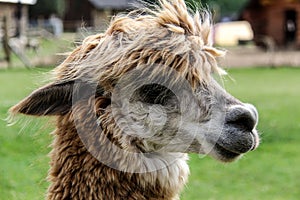 Alpaca and llama with funny hairstyle