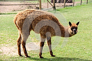 Alpaca and llama with funny hairstyle