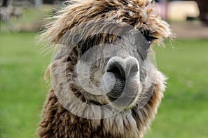 Alpaca and llama with funny hairstyle