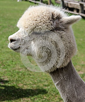 Alpaca and llama with funny hairstyle