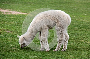 Alpaca and llama with funny hairstyle