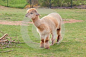 Alpaca, llama or lama on a green meadow near tree branches. Farming animals.