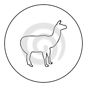 Alpaca Llama Lama Guanaco silhouette in circle round black color vector illustration contour outline style image