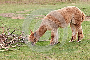 Alpaca, llama or lame eating on a green meadow near tree branches. Farming animals.