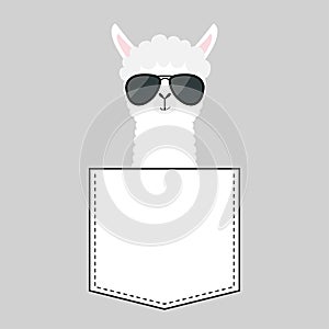 Alpaca llama sitting in the pocket. Face with black sun glasses. T-shirt design. Cute cartoon funny character. Kawaii animal. Love