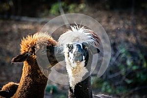 Alpaca llama. Two cute furry llamas are kissing.