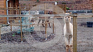 Alpaca. Llamas. Animals. Funny.