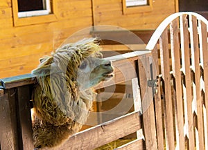 Alpaca looking into the camera