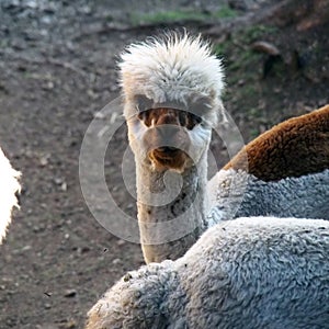 Alpaca looking at you in squared shaped image.