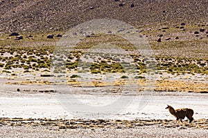 An alpaca in Los Flamencos National Reserve