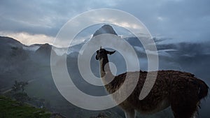 Alpaca at Machu Picchu Inca ruins in Peru