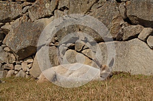 Alpaca at Machu Picchu, Peru