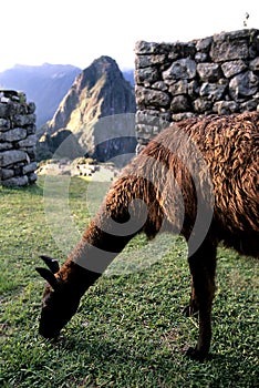 Alpaca- Machu Picchu, Peru