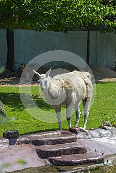 Alpaca in the Moscow Zoo