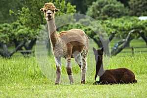 Alpaca mother and baby photo