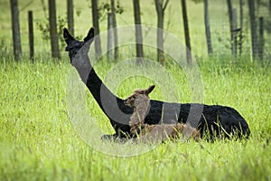 Alpaca mother and baby