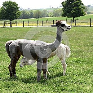 Alpaca Mother and Cria