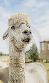 alpaca on natural background, llama on a farm, domesticated wild animal cute and funny with curly hair used for wool