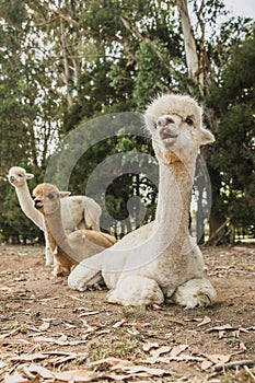 alpaca on natural background, llama on a farm, domesticated wild animal cute and funny with curly hair used for wool