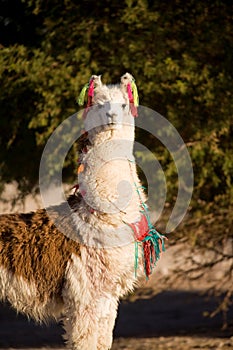 Alpaca in a oasis in the Atacama desert, Tambillo, Los Flamencos National Reserve, Atacama desert, Chile