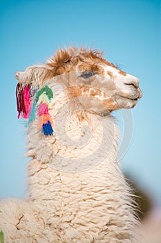 Alpaca in a oasis in the Atacama desert, Tambillo, Los Flamencos National Reserve, Atacama desert, Chile