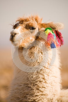 Alpaca in a oasis in the Atacama desert, Tambillo, Los Flamencos National Reserve, Atacama desert, Chile