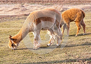 Alpaca in outdoor