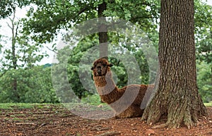 Alpaca peeks out of a tree